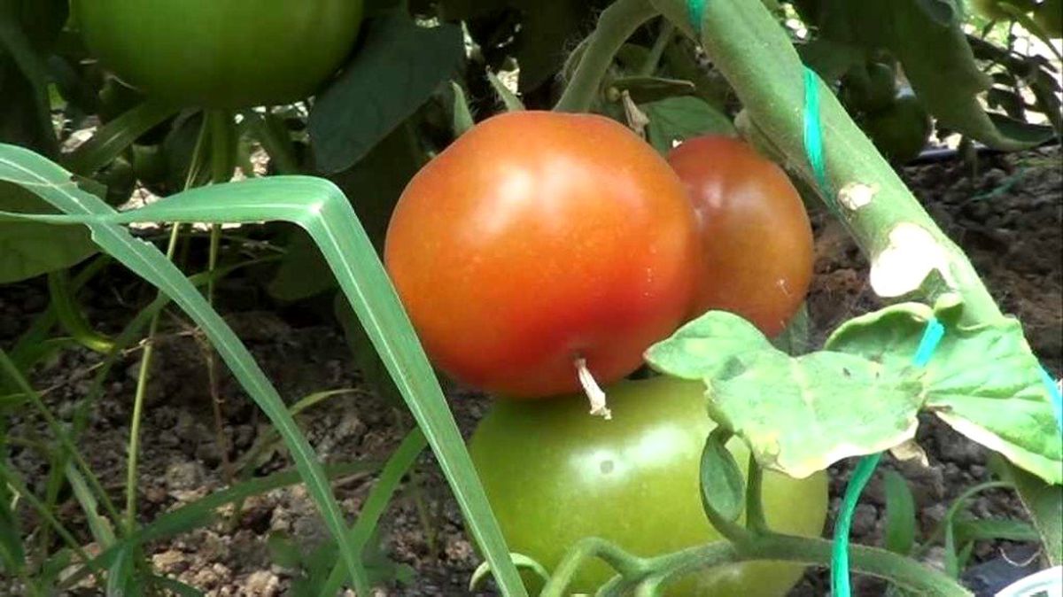 Iğdır\'da domates hasadı başladı