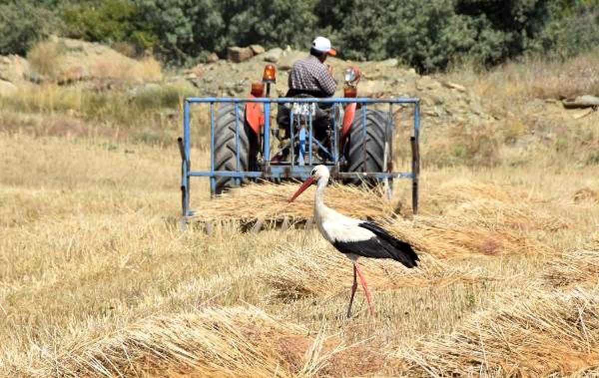 Leylek, buğday hasadı yapan çiftçinin peşinden ayrılmadı