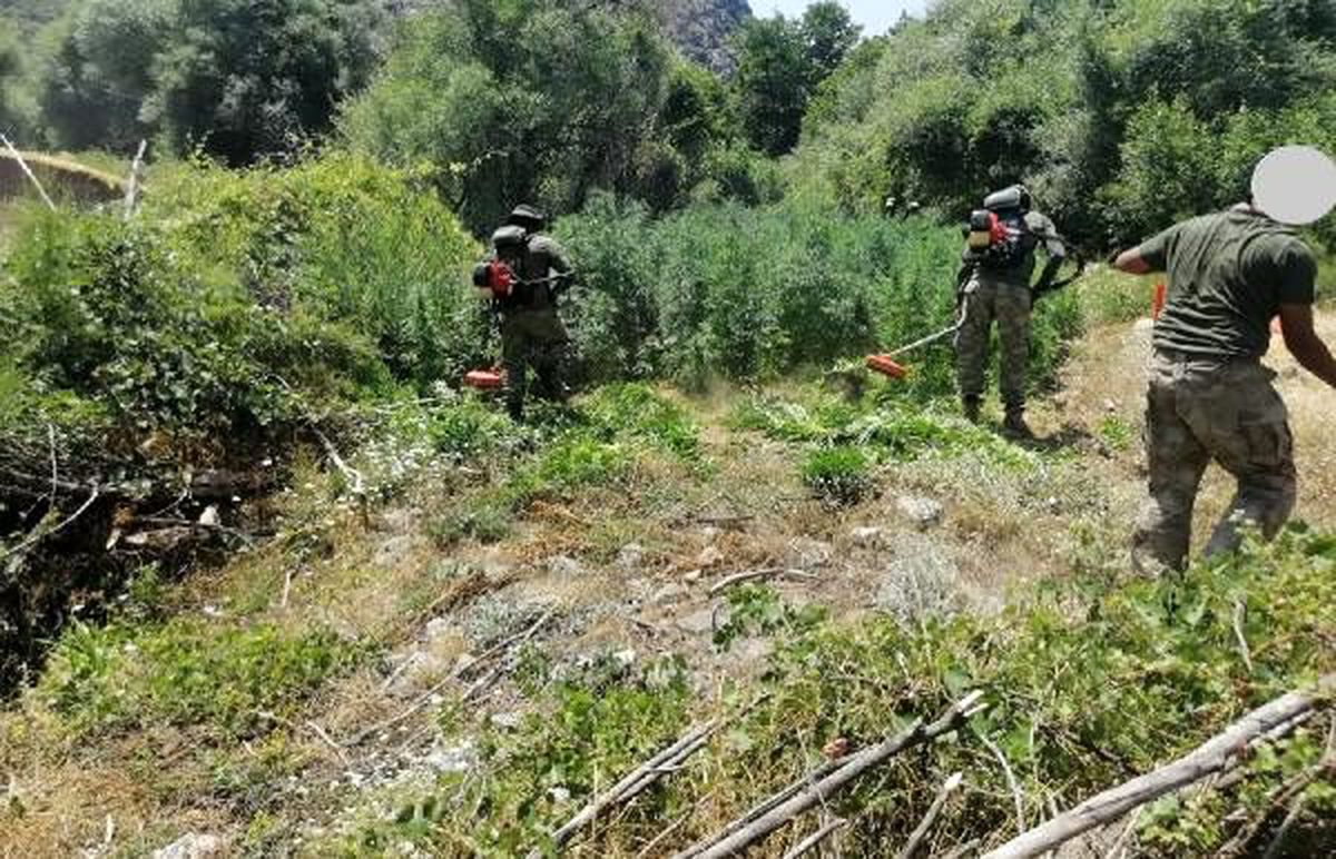 Lice\'de 1 milyon 378 bin kök Hint keneviri ele geçirildi