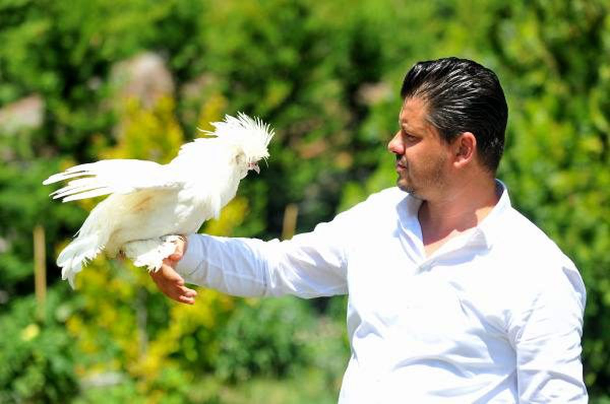 Milli ırk Osmanlı Sultan tavukları hobicilerin gözdesi