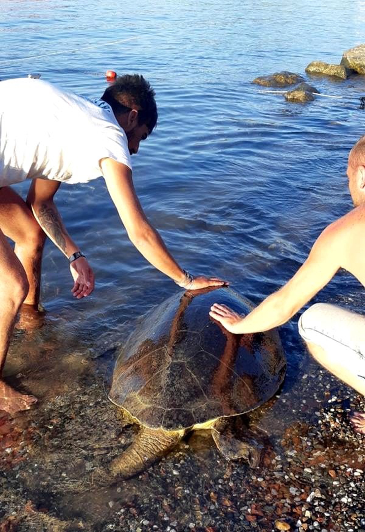 Misinaya dolanan caretta carettayı kurtardılar