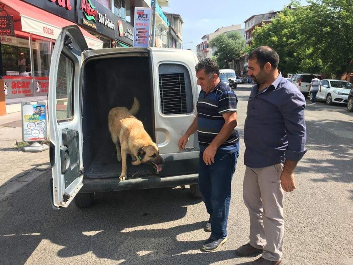 Rehabilite edilen köpekler küpeleri takılarak alındıkları yerlere bırakıldı