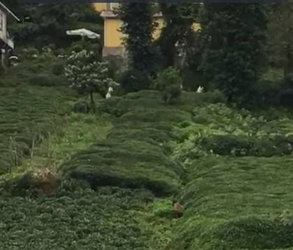 Rize\'de ayı çay bahçesine girdi