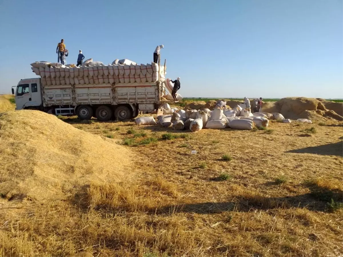 Saman işçilerinin kavurucu sıcaktaki ekmek mücadelesi