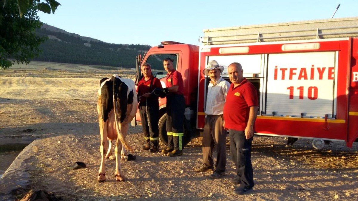 Sulama havuzuna düşen ineği itfaiye kurtardı