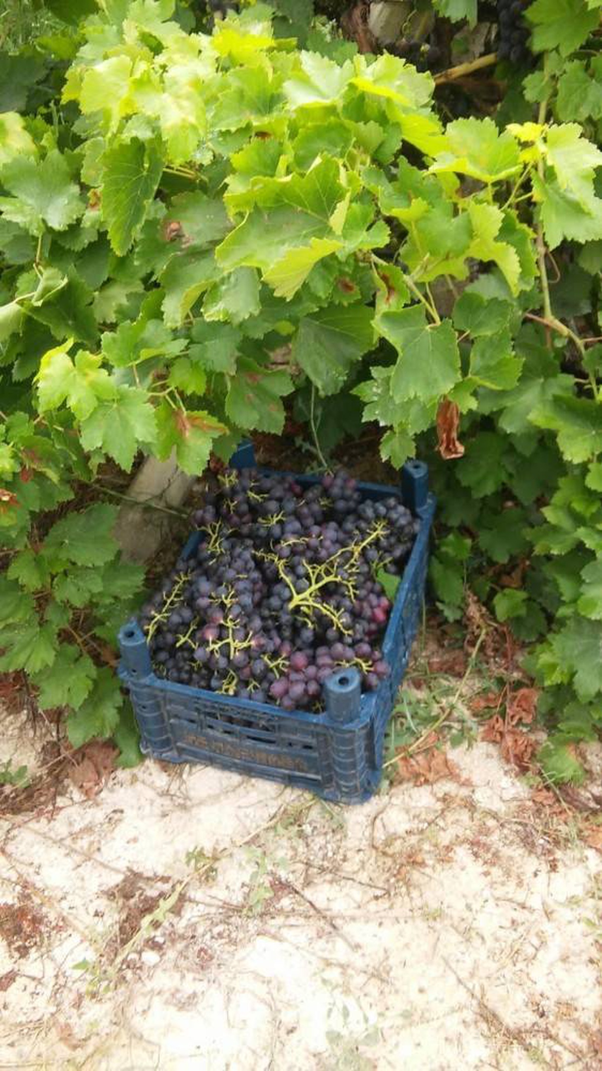 Tarsus\'ta bağdan 500 kilo üzüm çalan hırsız yakalandı