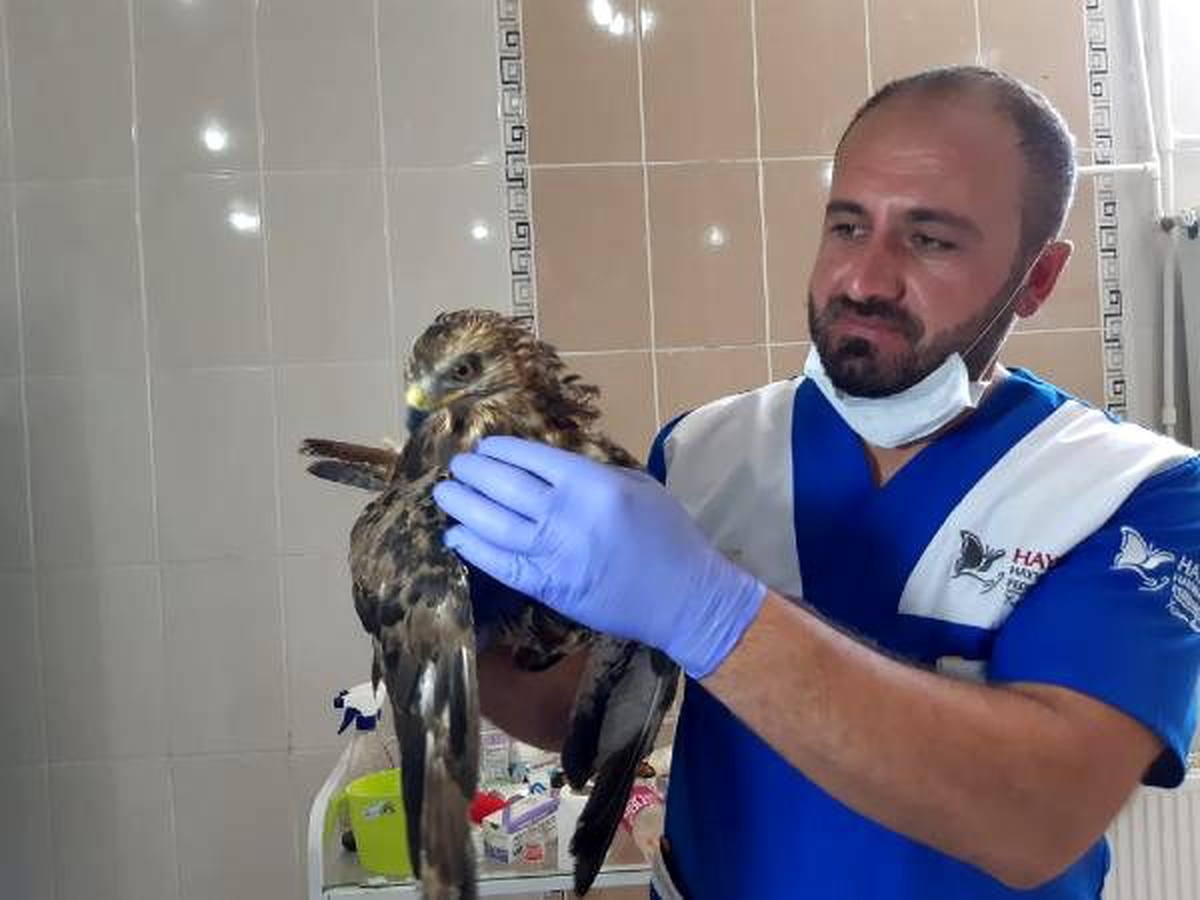 Yaralı bulunan kaya kartalına tedavi