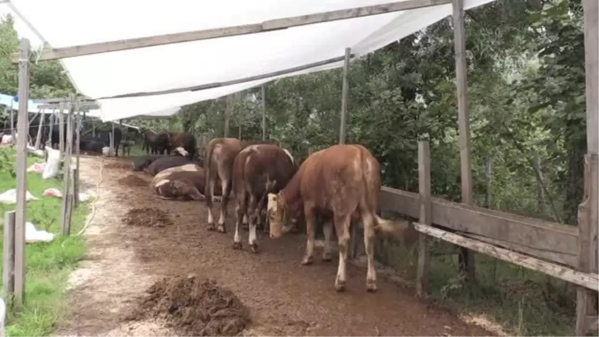 17 bin liralık kurbanlık görücüye çıktı