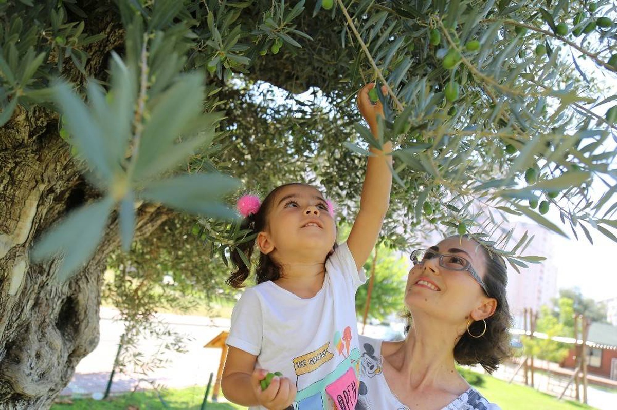 Bin 500 yıllık \'anıt ağaç\' zeytin verdi