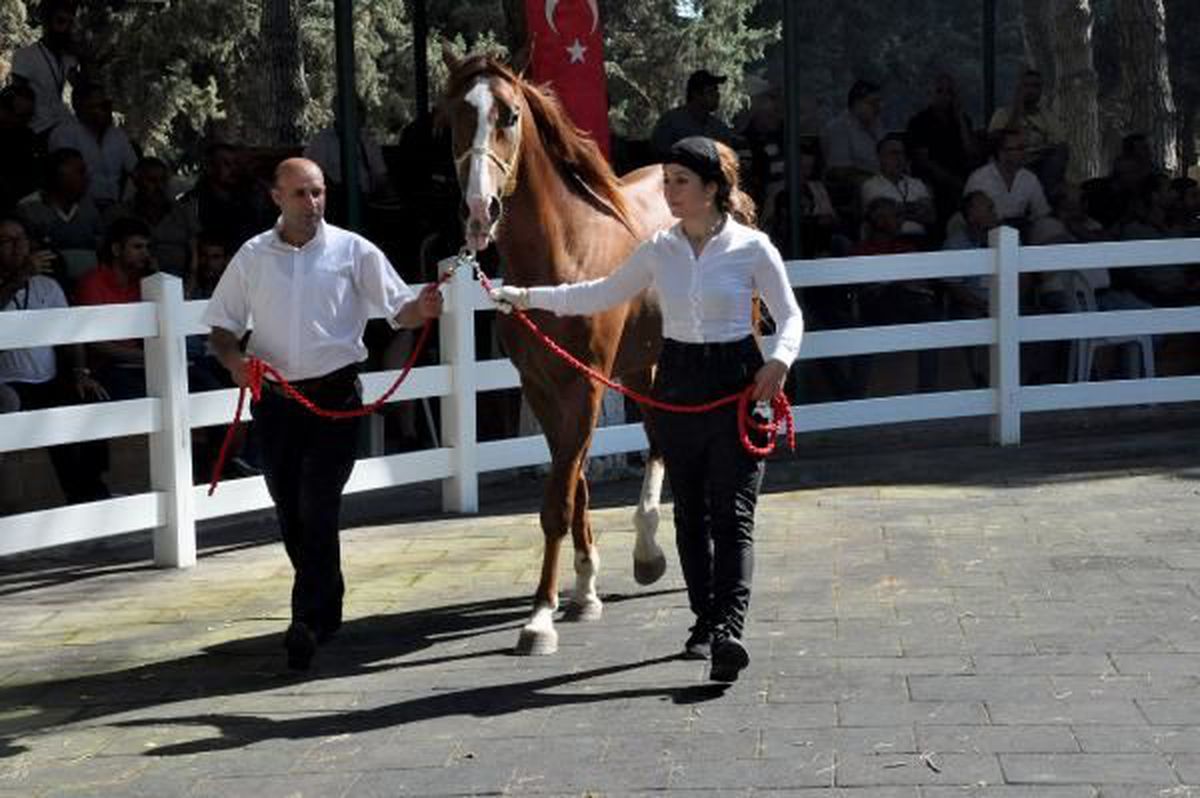 Bursa\'da Arap atları açık artırmayla satıldı