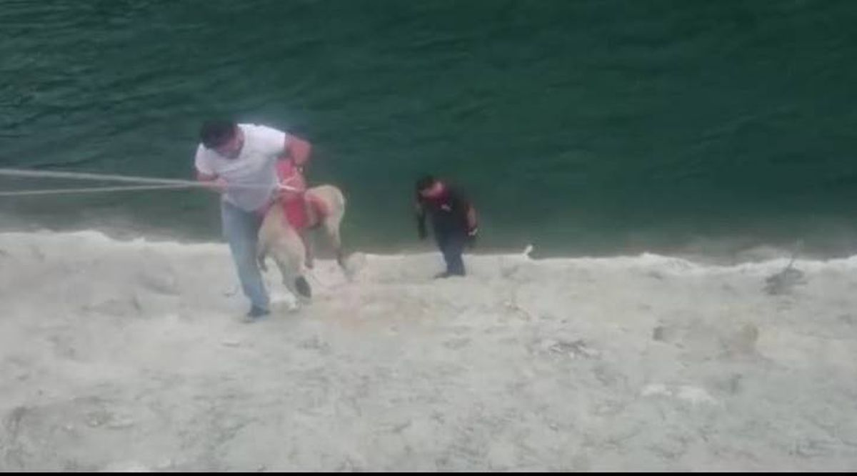 Çoruh Nehri\'nin kenarına düşen köpek kurtarıldı