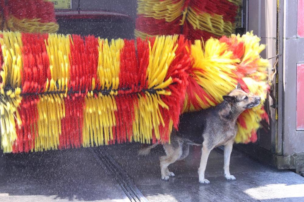 En temiz köpek, yıkanma yöntemiyle fenomen oldu