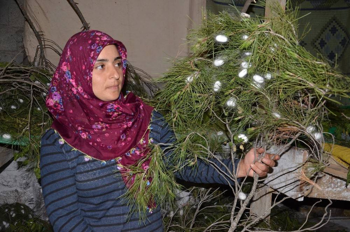 Ev hanımıydı izlediği belgeselden etkilendi ipek böceği yetiştirmeye başladı