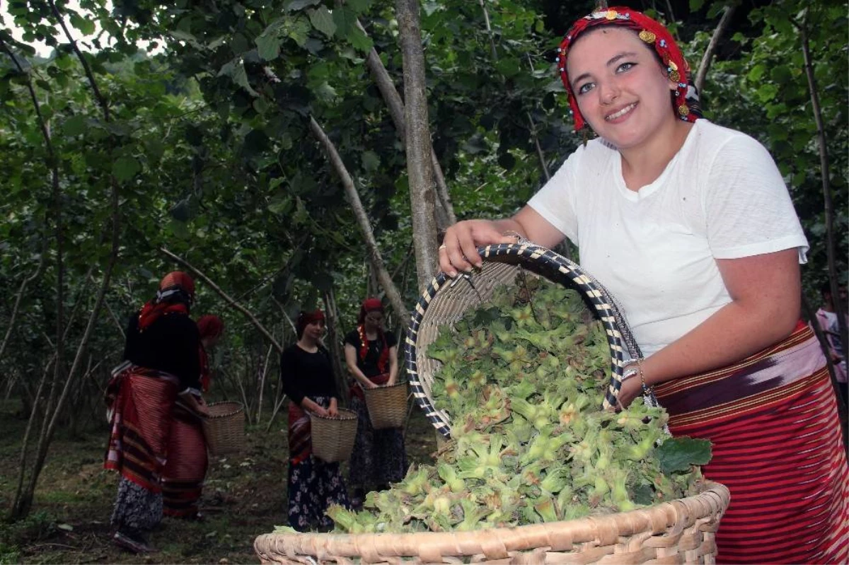 Fındık üreticisi hasat öncesi fiyat açıklanmasını bekliyor