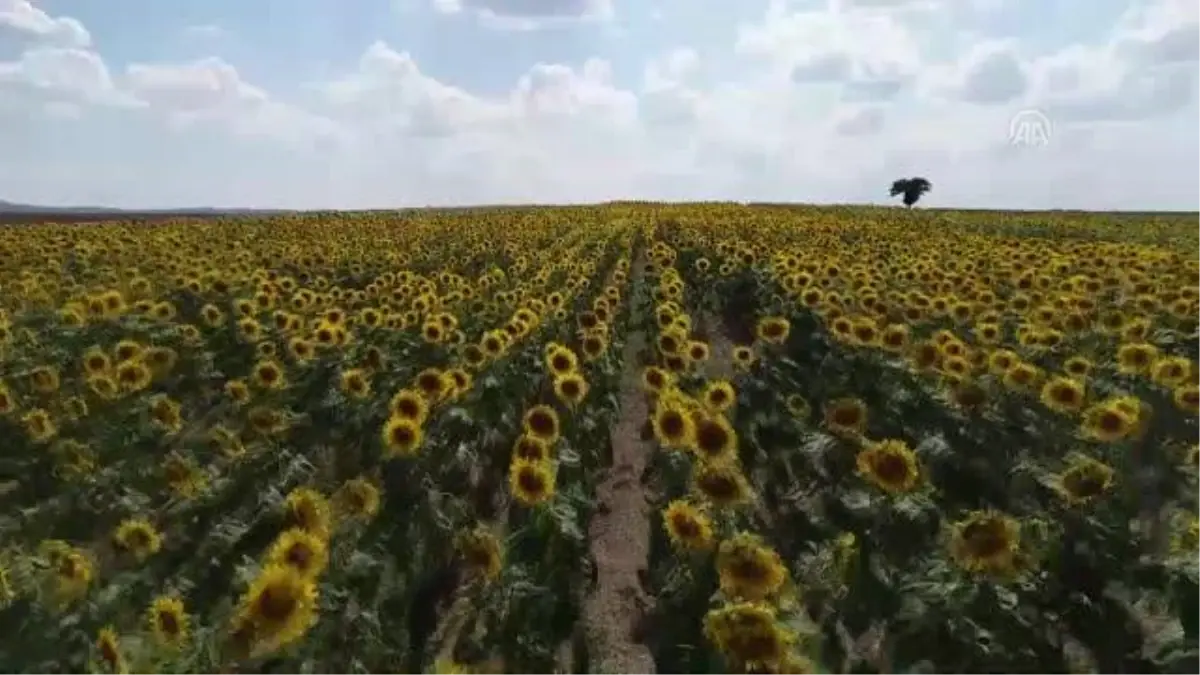 "Güne aşık" tarlaları görenleri etkiliyor