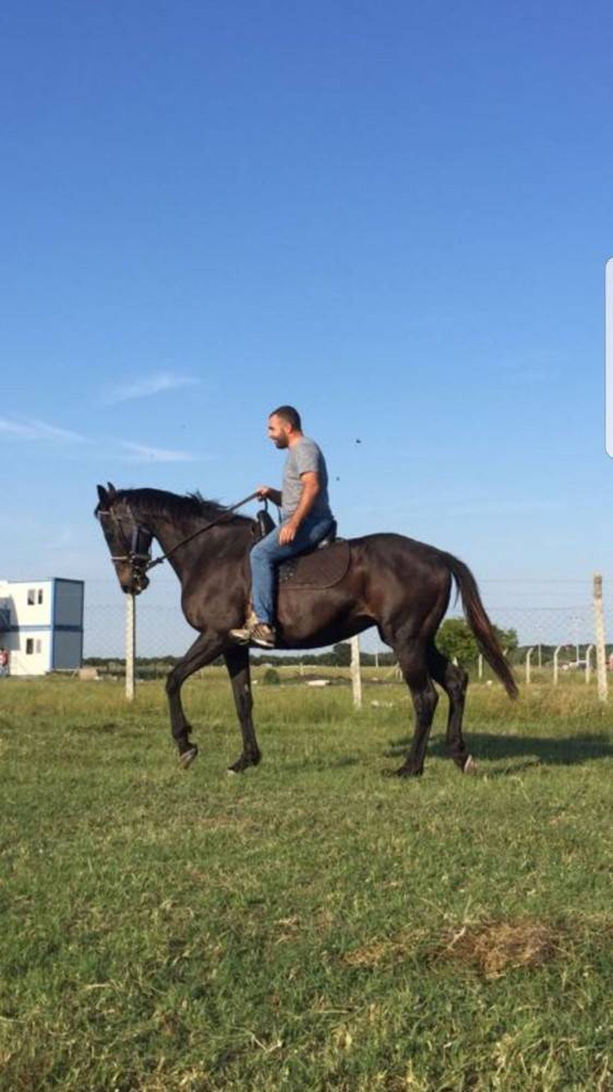 Kayıp yarış atını parçalanmış halde bulan sahibi: "bunu yapan hayvan olamaz"