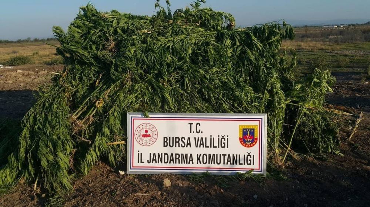 Mısır tarlasına kurumaya bırakılmış kenevir ve kubar maddeleri drone ile tespit edildi