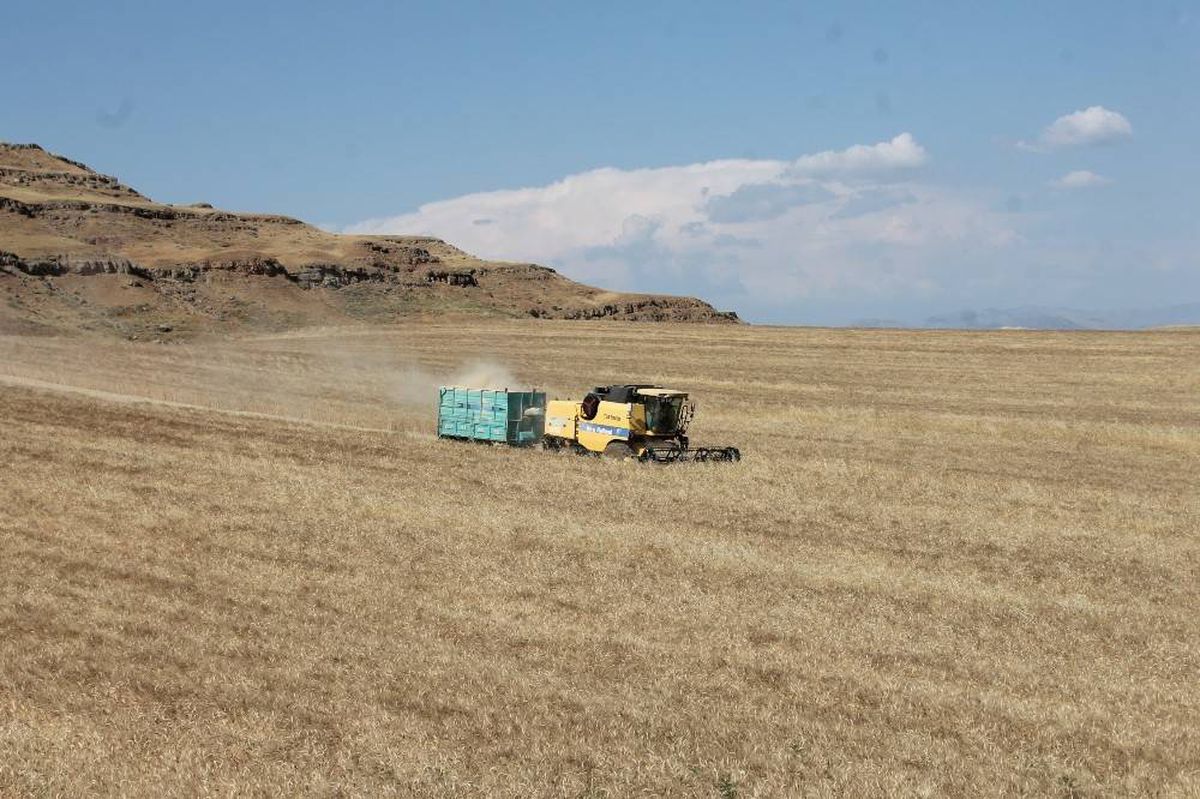 Siirt\'te yüzde 70 verimi artan buğday, çiftçinin yüzünü güldürdü