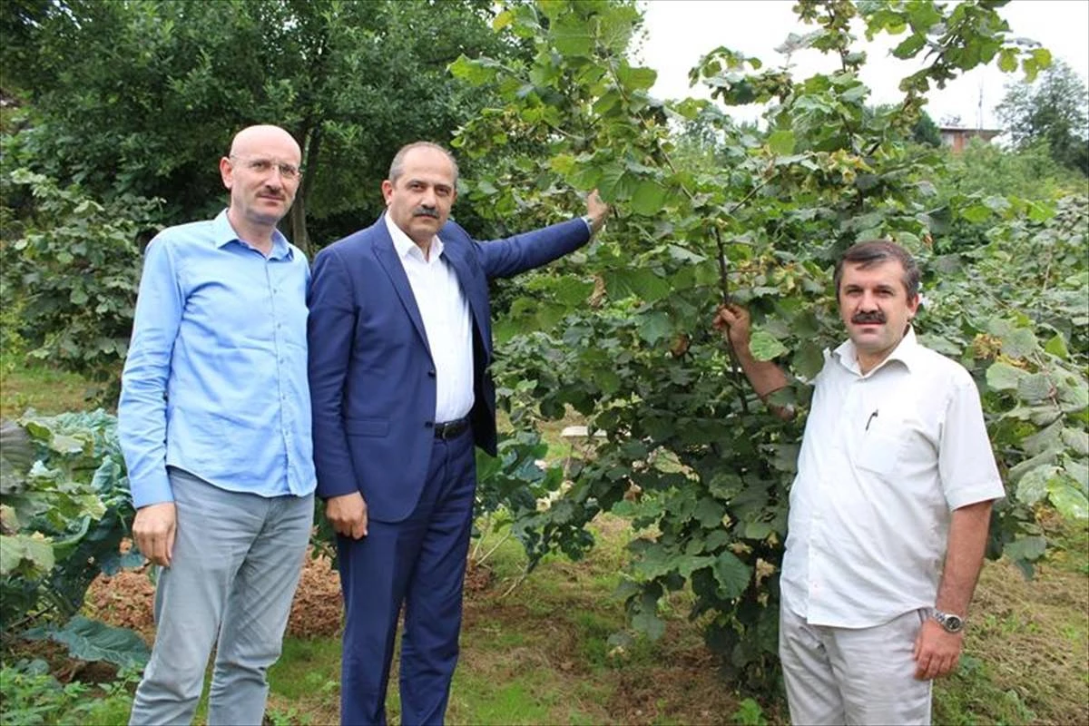 Trabzon\'da aşılı fındık ağaçları meyveye durdu