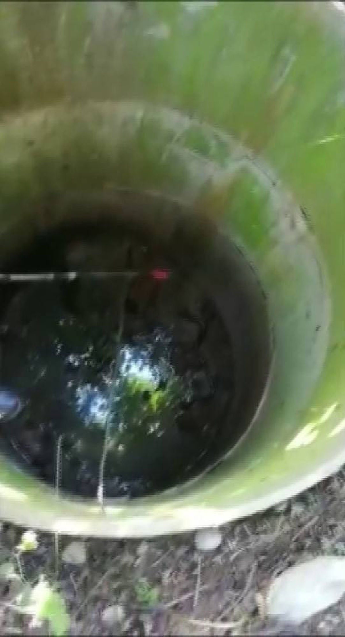 Yılan bulunan çukura düşen yavru kedi kurtarıldı