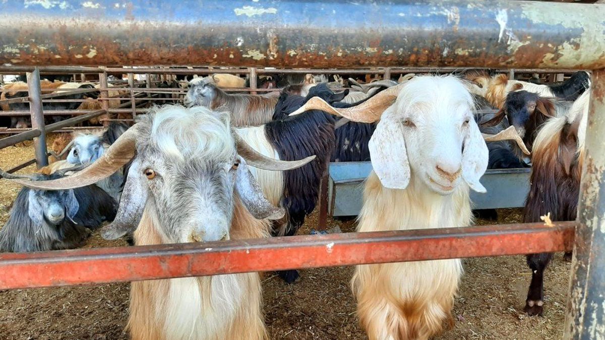 Adıyaman\'da kurbanlık satışları başladı