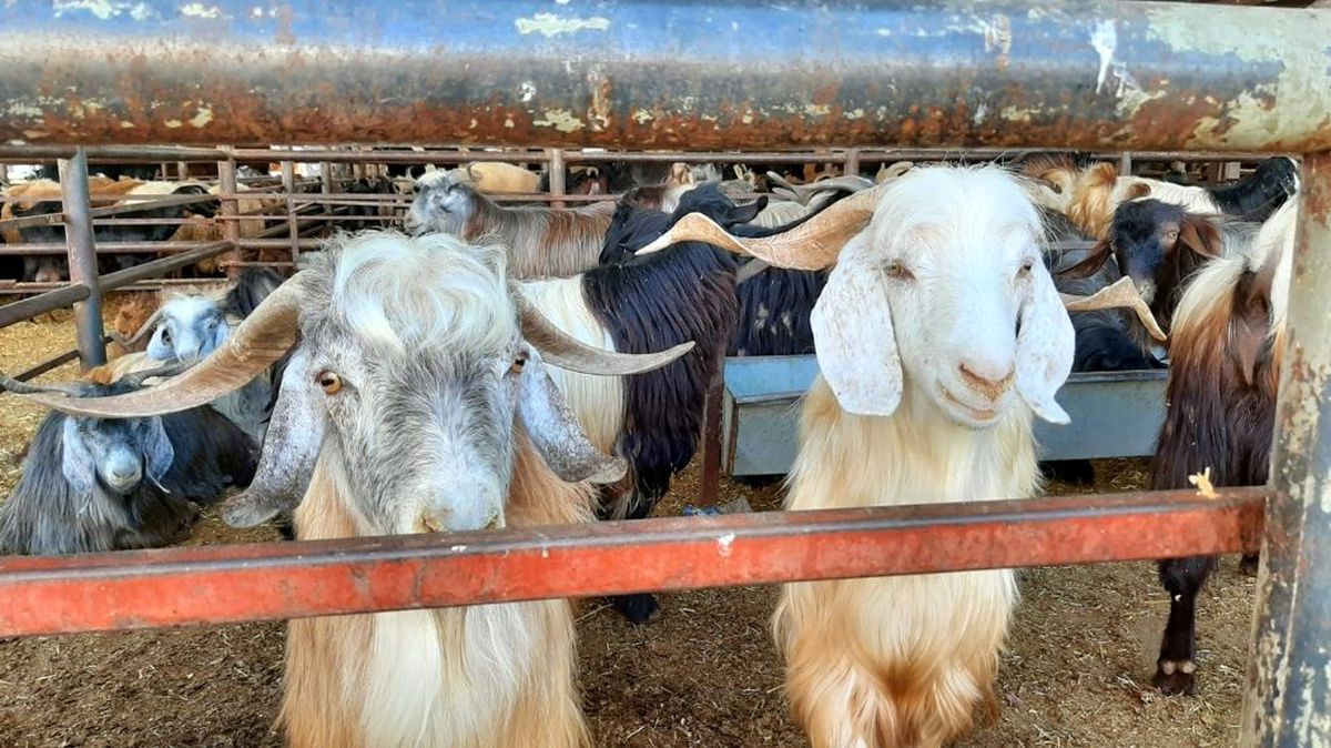 Adıyaman\'da kurbanlık satışları başladı