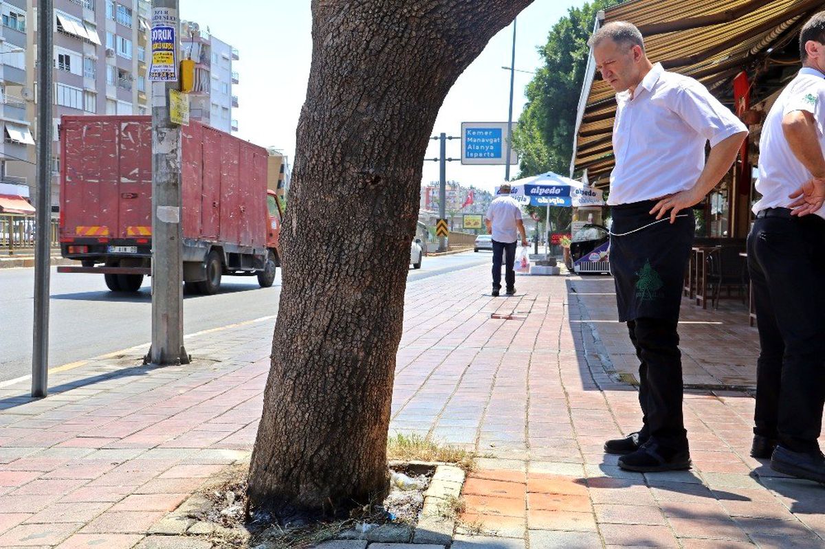 Antalya\'da 30 yıllık çınar ağacına asit döküldüğü iddiası
