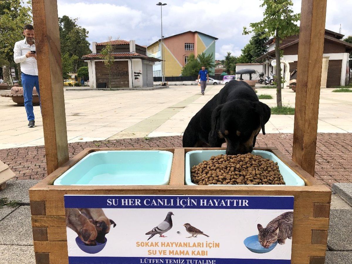 Beykoz\'da sokak hayvanları yuvasız değil