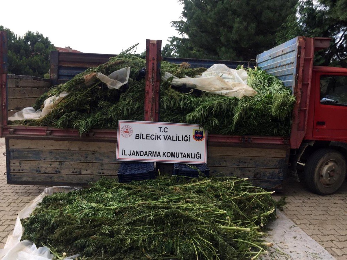 Bilecik\'te kubar esrar ve kenevir ele geçirildi