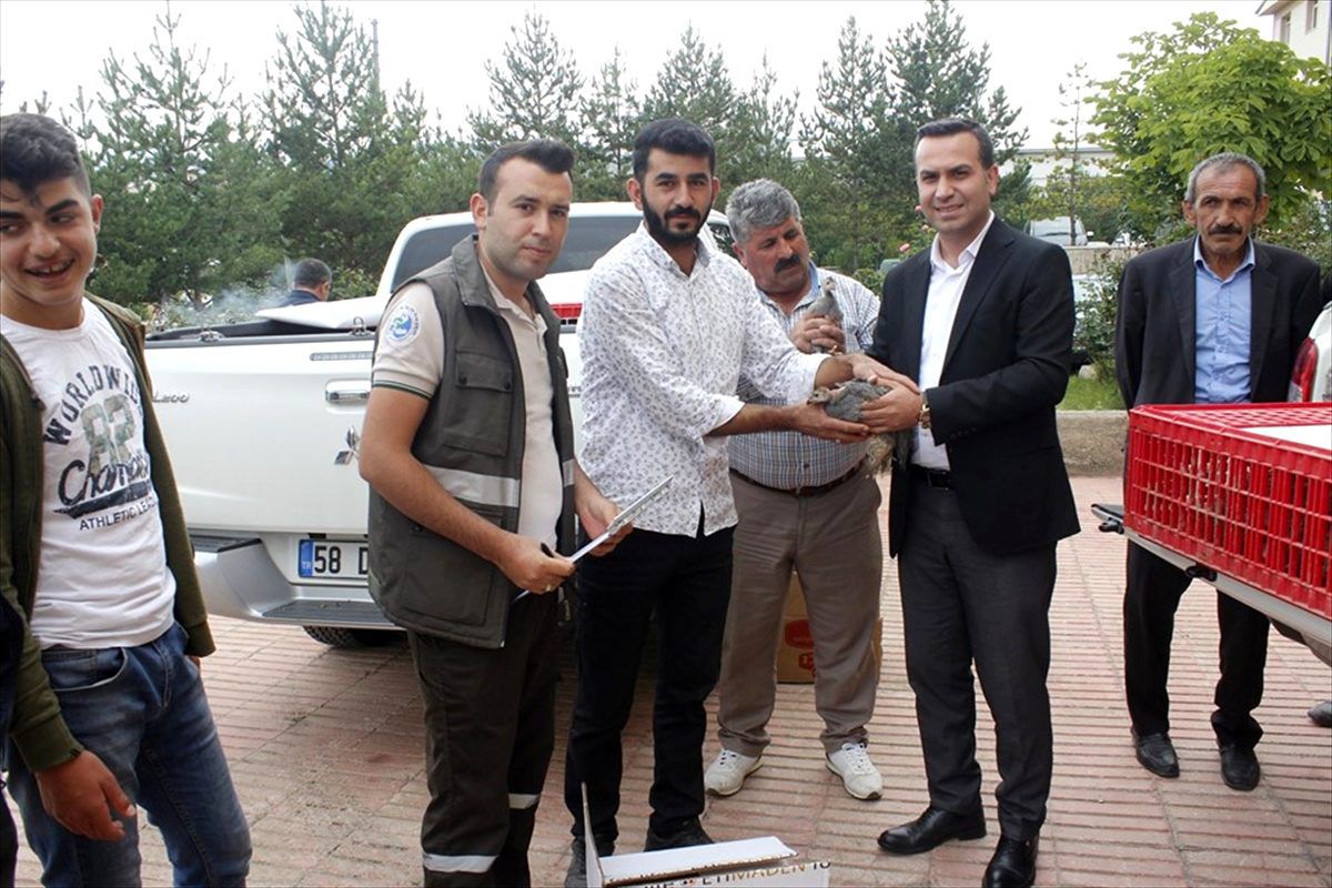 Doğanşar\'da beç tavuğu dağıtıldı