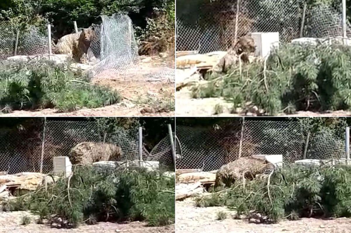 Foseptik çukuruna düşen ayıyı itfaiye kurtardı