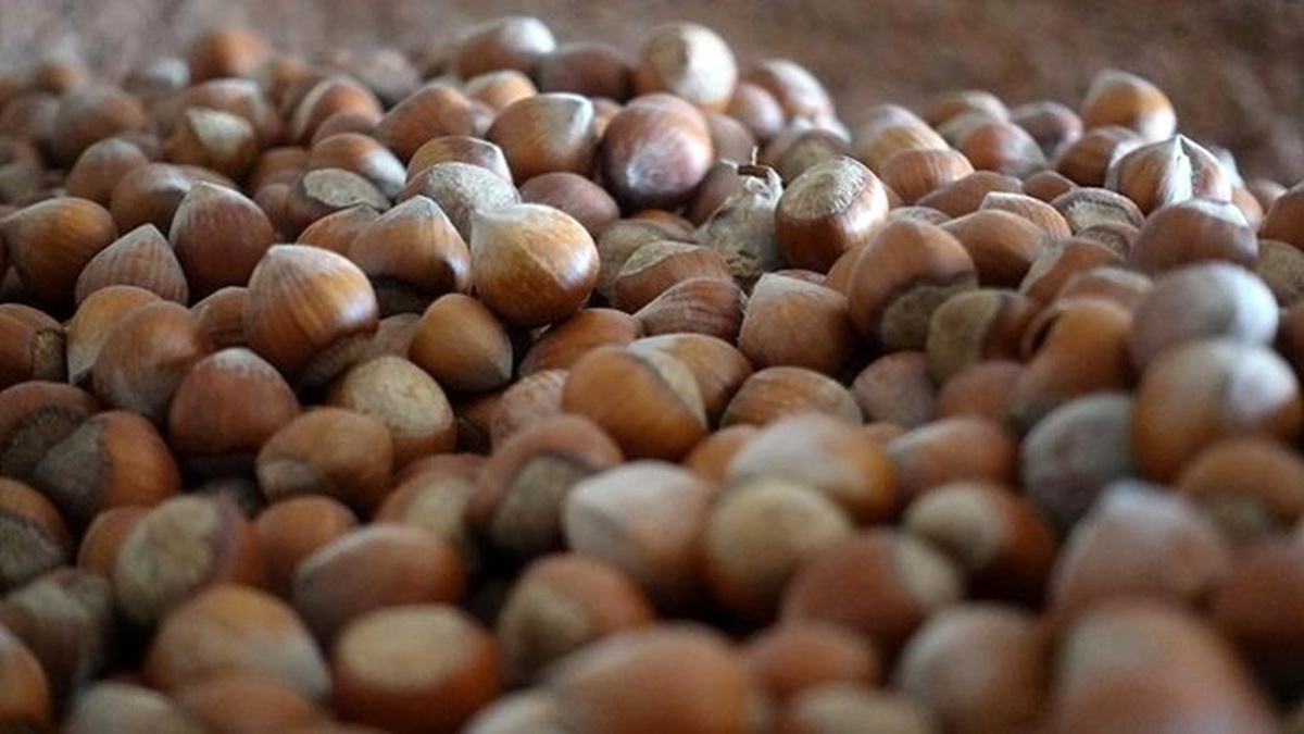 GÜBRETAŞ, Samsun\'daki uygulamayla fındıkta rekor sonuca ulaştı