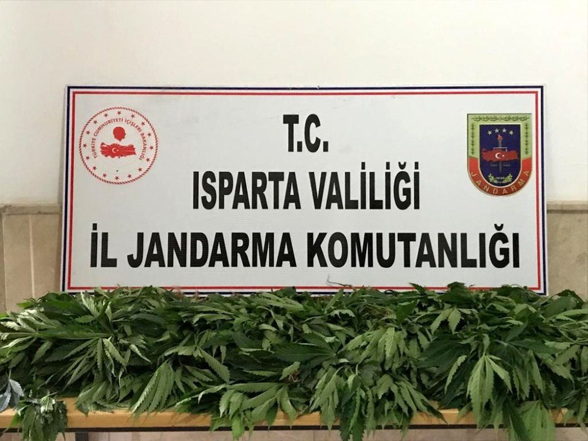 Isparta\'da 158 kök Hint keneviri ele geçirildi