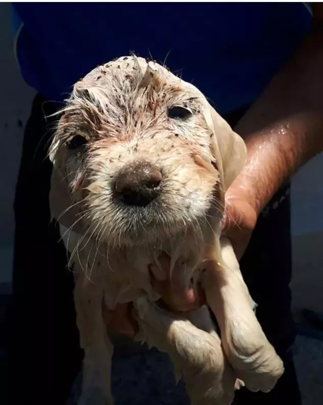 İzmir’de minik köpek için seferber oldular Son Dakika