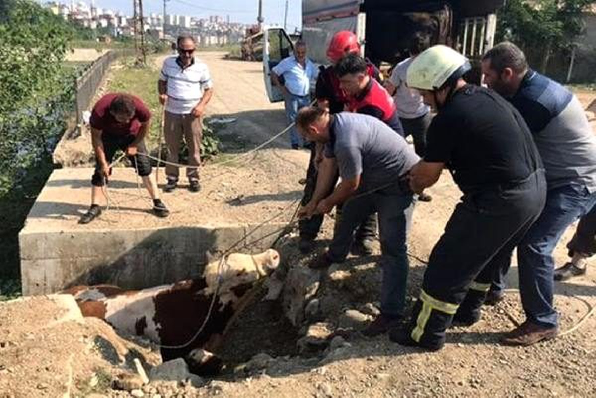 Kaçan kurbanlık boğa, ortalığı birbirine kattı