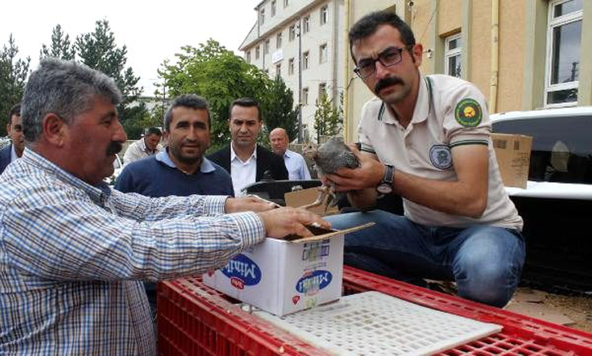 Kene ile mücadele için \'beç tavuğu\' dağıtıldı