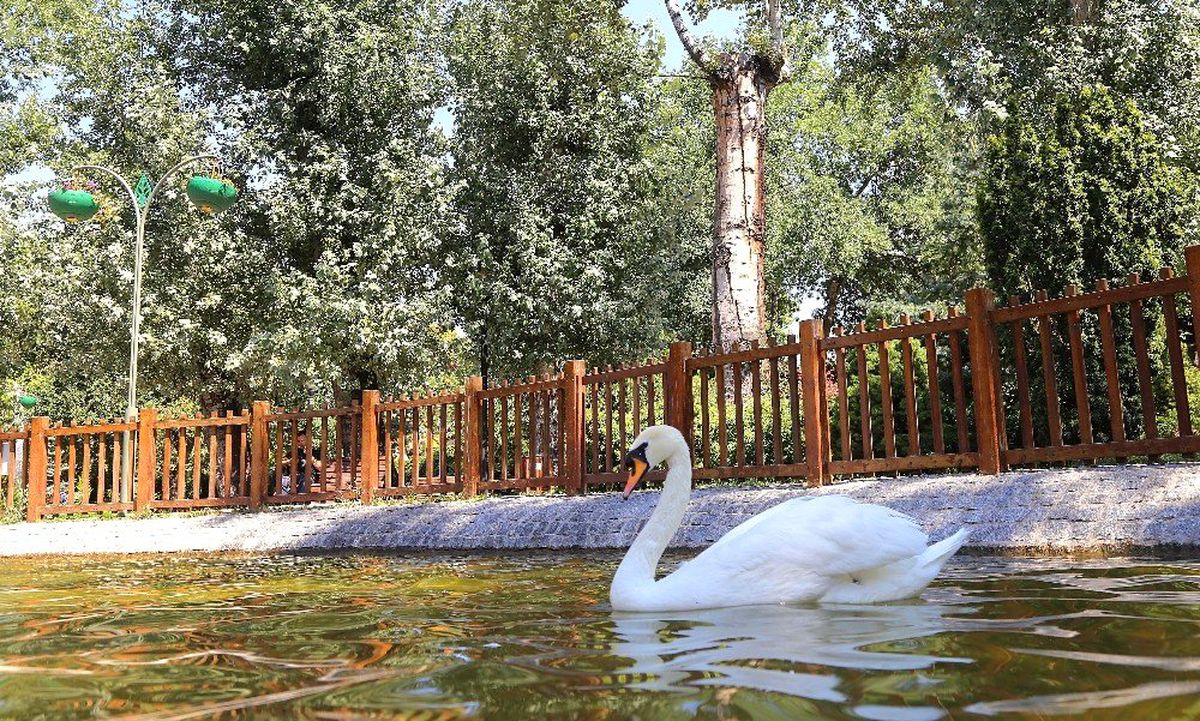 Kuğulara sağlık taraması