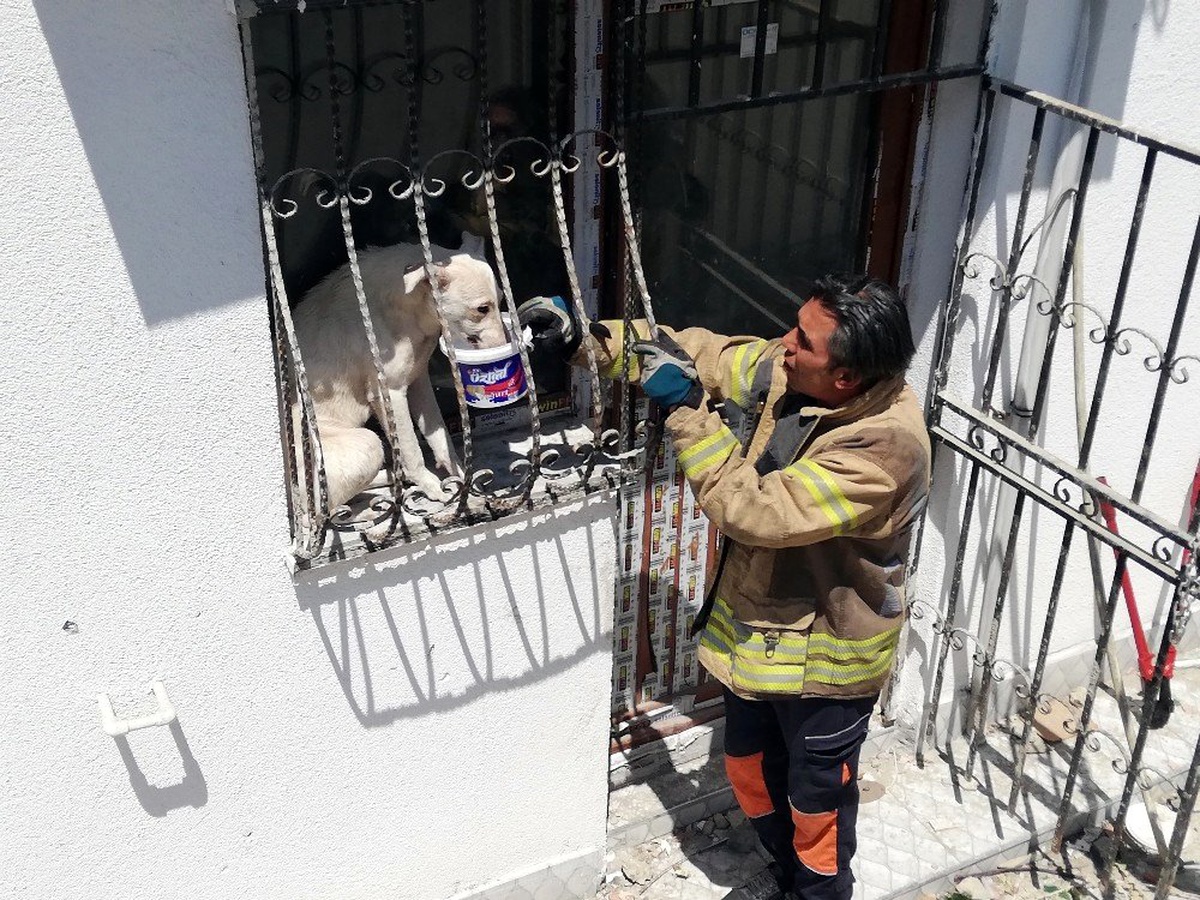 (Özel) Pencere parmaklıklarına sıkışan köpek, güneşin altında 2 gün boyunca aç susuz kaldı