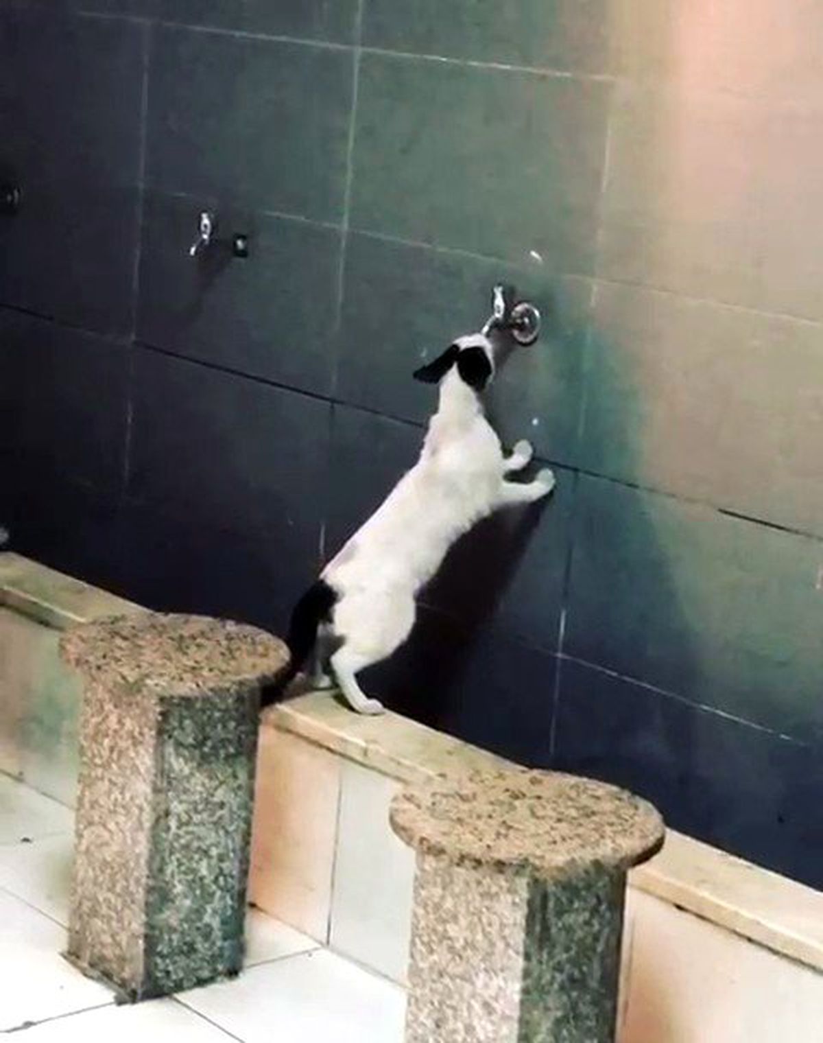 Sıcaktan bunalan sevimli kedi akmayan musluktan su içmeye çalıştı
