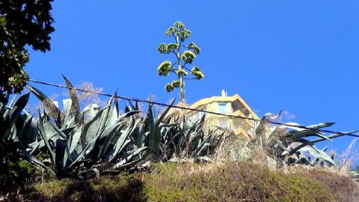 UNESCO\'nun dünya kültür mirası listesinde bulunan Agave Silivri\'de açtı
