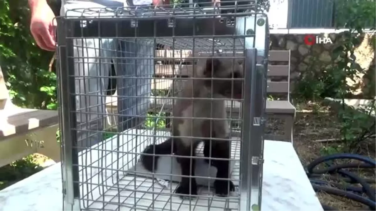 Adıyaman\'da sansar sanılan gelincik ortalığı karıştırdı