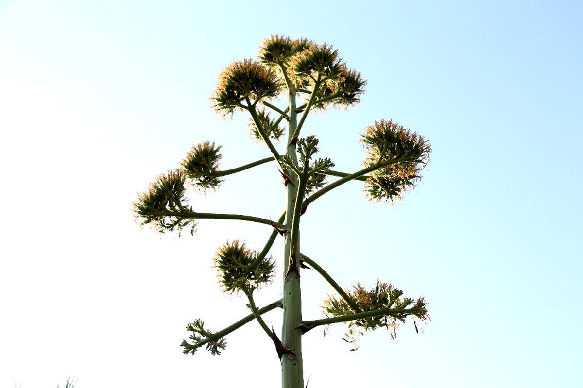 Agave bitkisi Likya\'nın başkentinde çiçek açtı