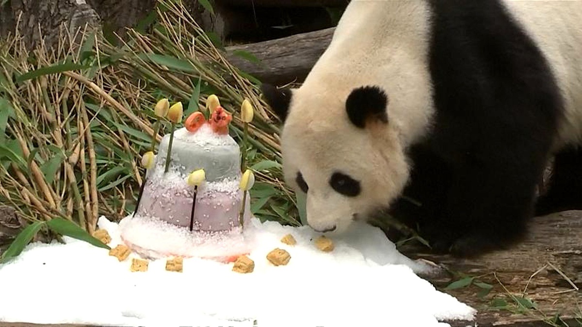Doğum günü pastasına anlam veremeyen Panda bambu yaprağı yemeye devam etti