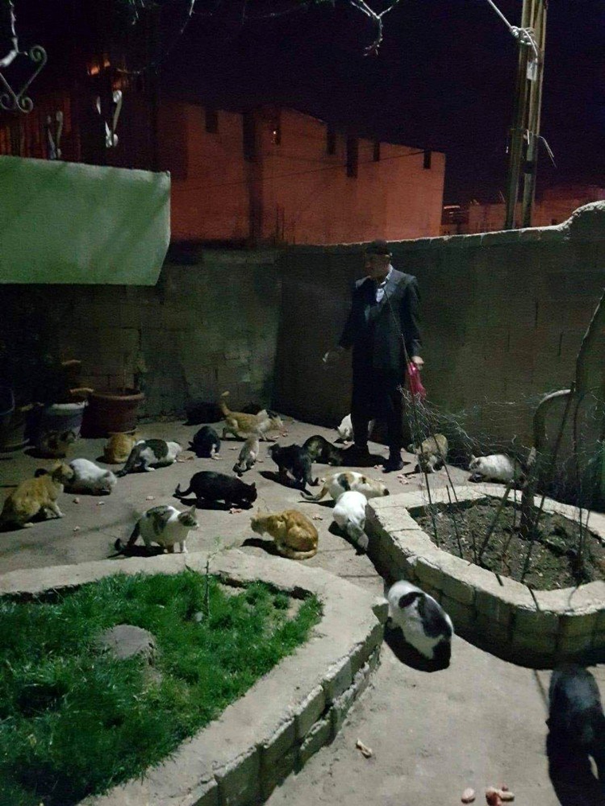 Erganili vatandaş, sokak kedilerine kucak açıyor