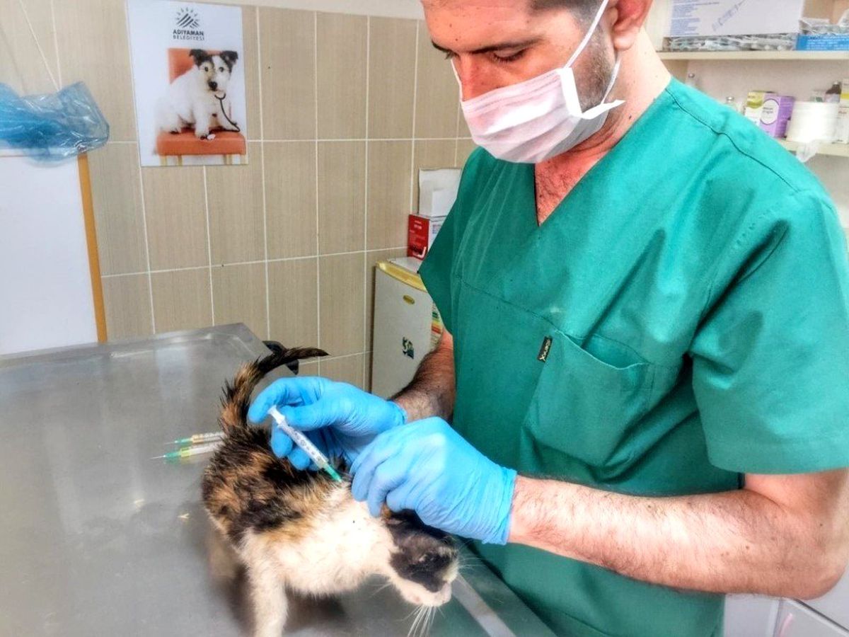 Hasta kedi tedavi edildi