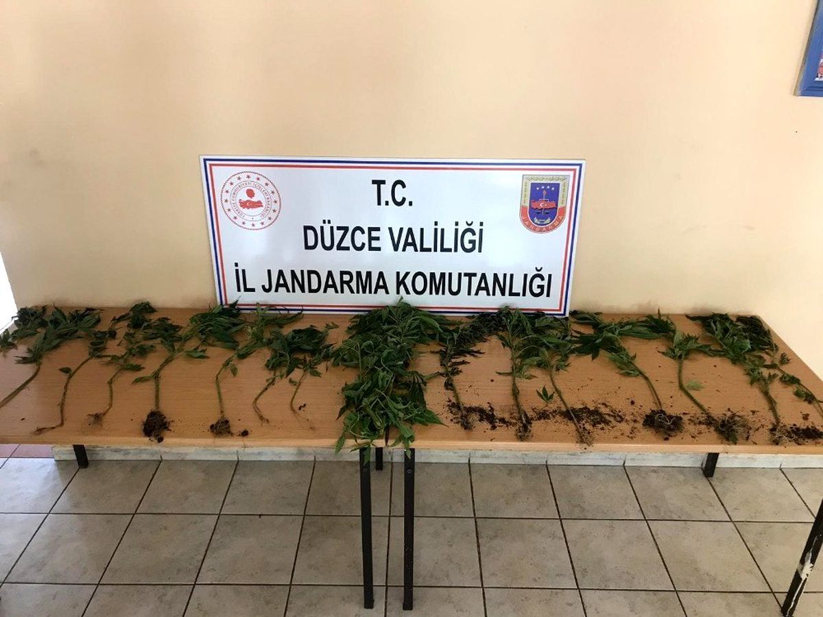 Jandarma\'dan kenevir operasyonu