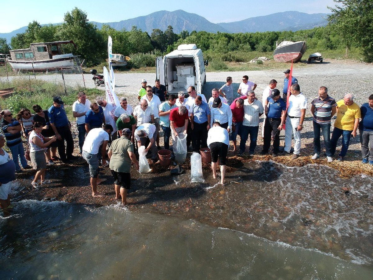 Köyceğiz Gölü\'ne 180 bin yavru sazan bırakıldı
