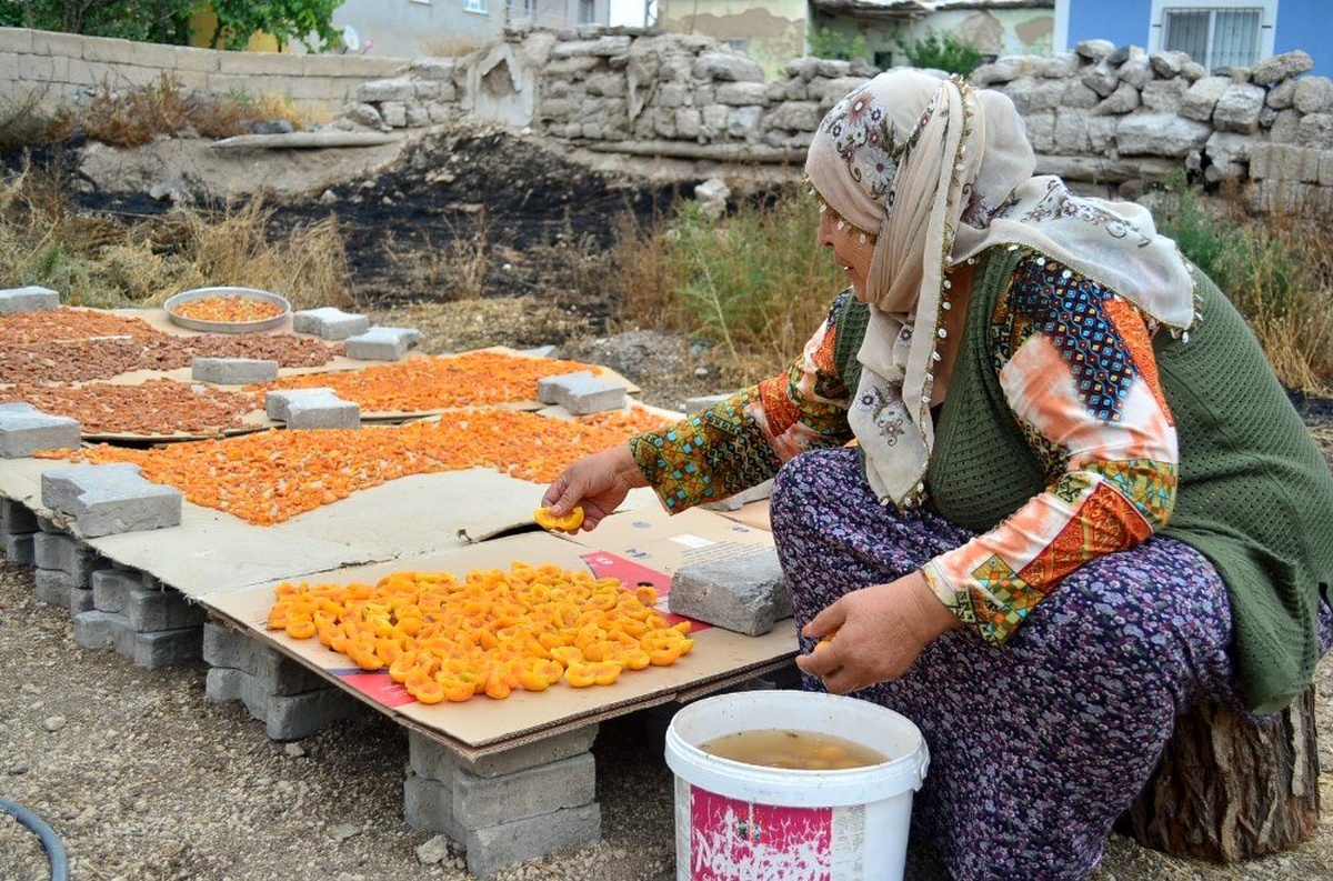 Köylerde kayısı kurutma işlemi başladı
