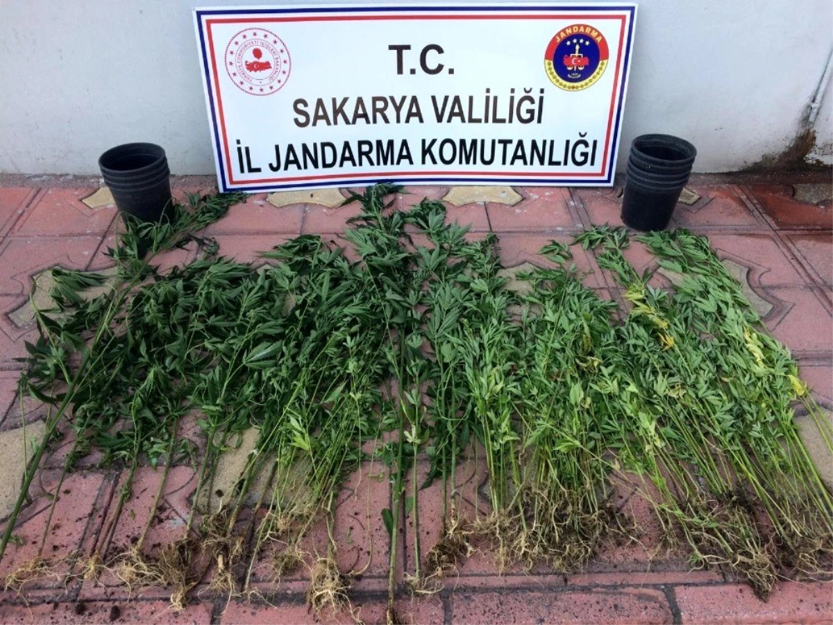 Sakarya\'da jandarma ekipleri ilçelerde uyuşturucuya geçit vermedi