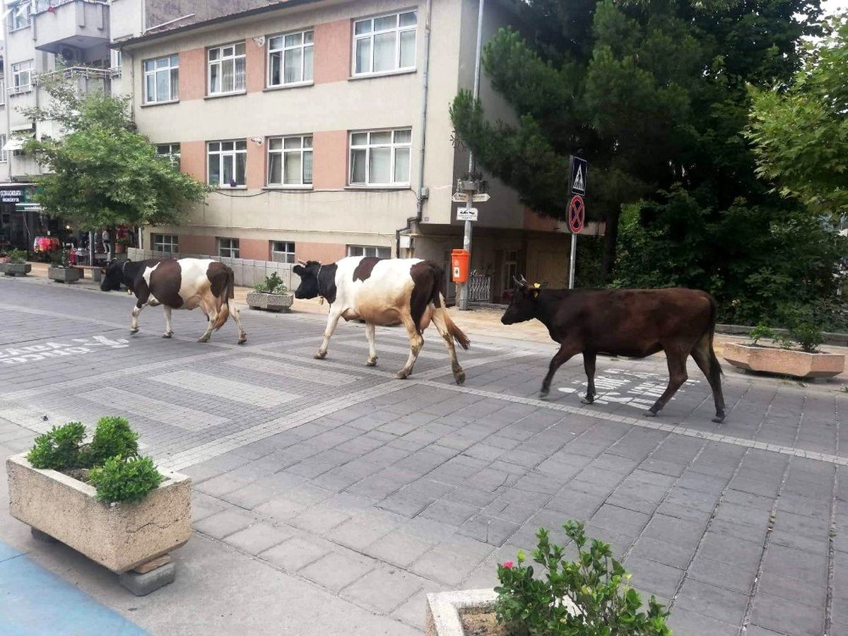 Şehir merkezinde dolaşan büyükbaş hayvanlar trafikte tehlike oluşturuyor